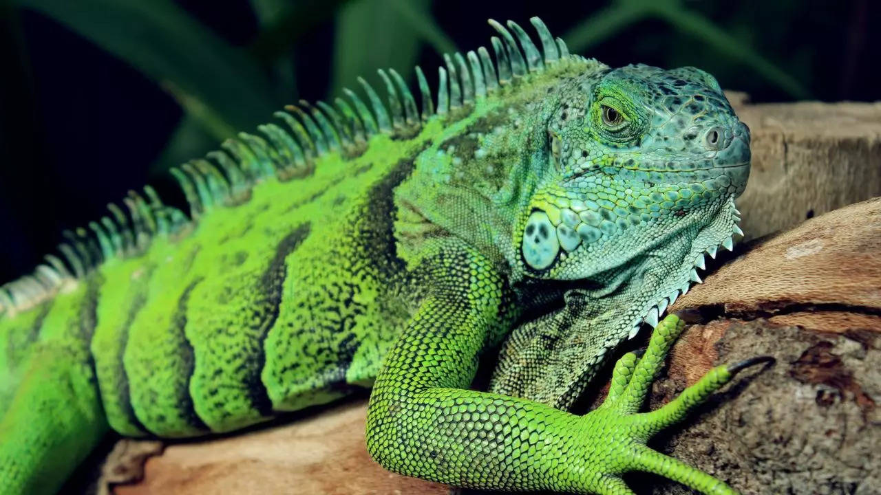 Iguanas are dropping into Florida toilets — and you don't want to find this  one swimming around