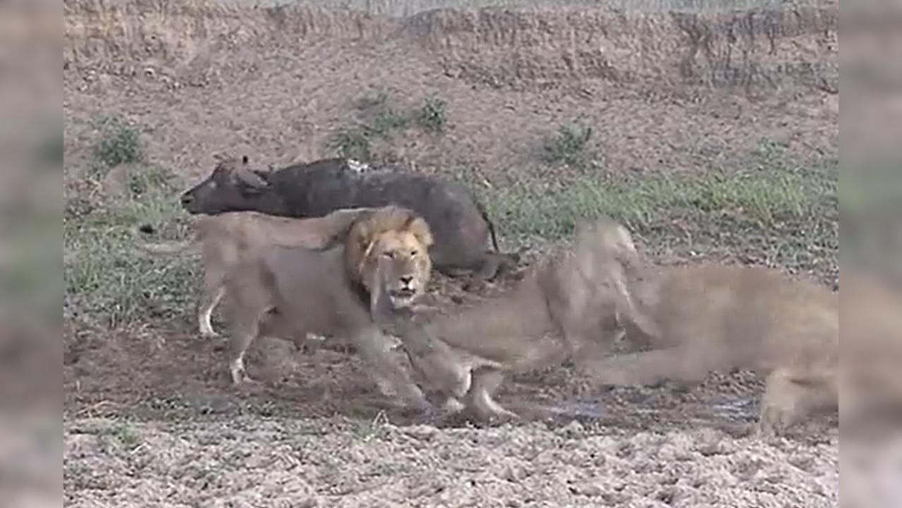 ​Captured water buffalo casually walks away to safety