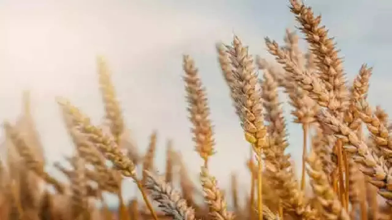 Wheat Production