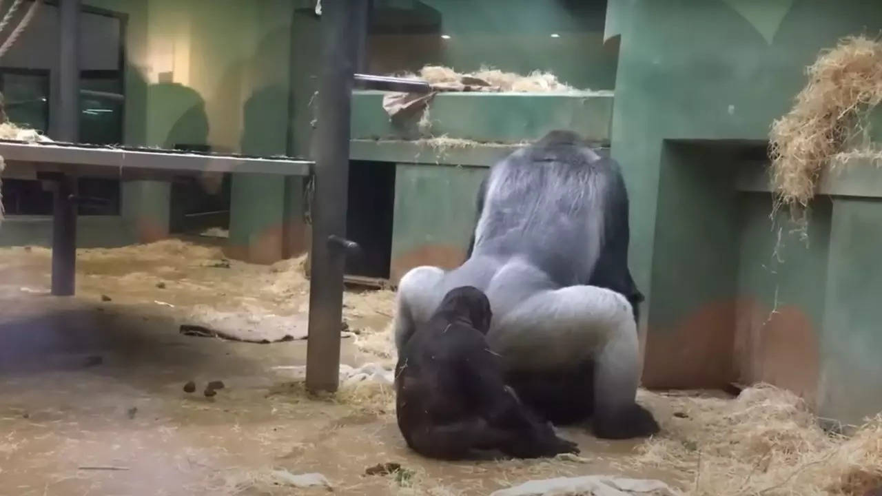 Sexinzoo - Viral video: Parents horrified as gorillas starting mating in front of kids  at zoo | Viral News, Times Now