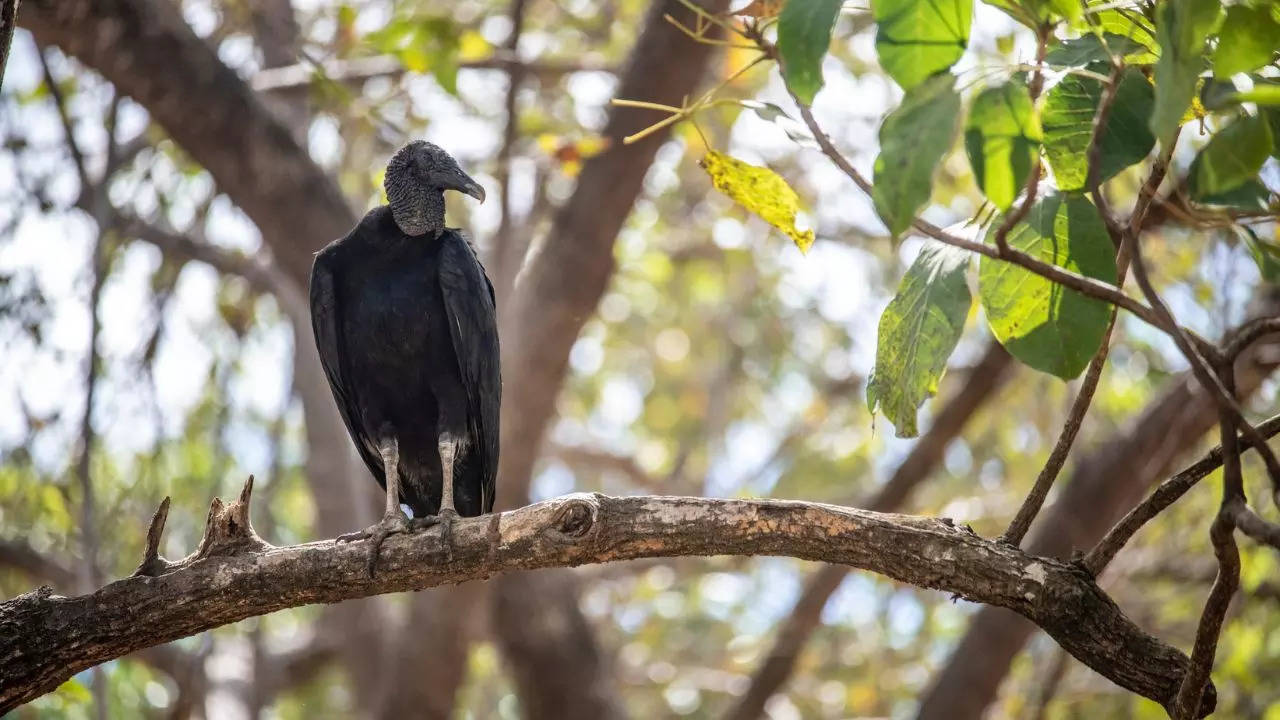 An American black vulture was spotted around 500 metres from the Chandu Budhera water treatment plant in Gurugram  Friday (Representative image/Pexels)