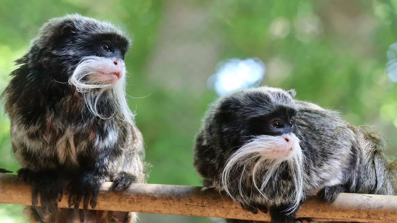 Emperor tamarin monkeys