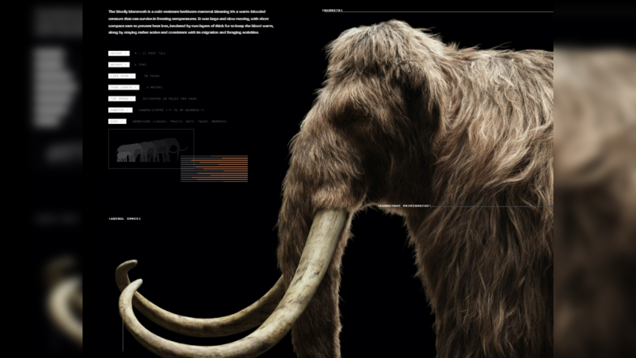 Scientists reckon they will be able to bring the woolly mammoth back