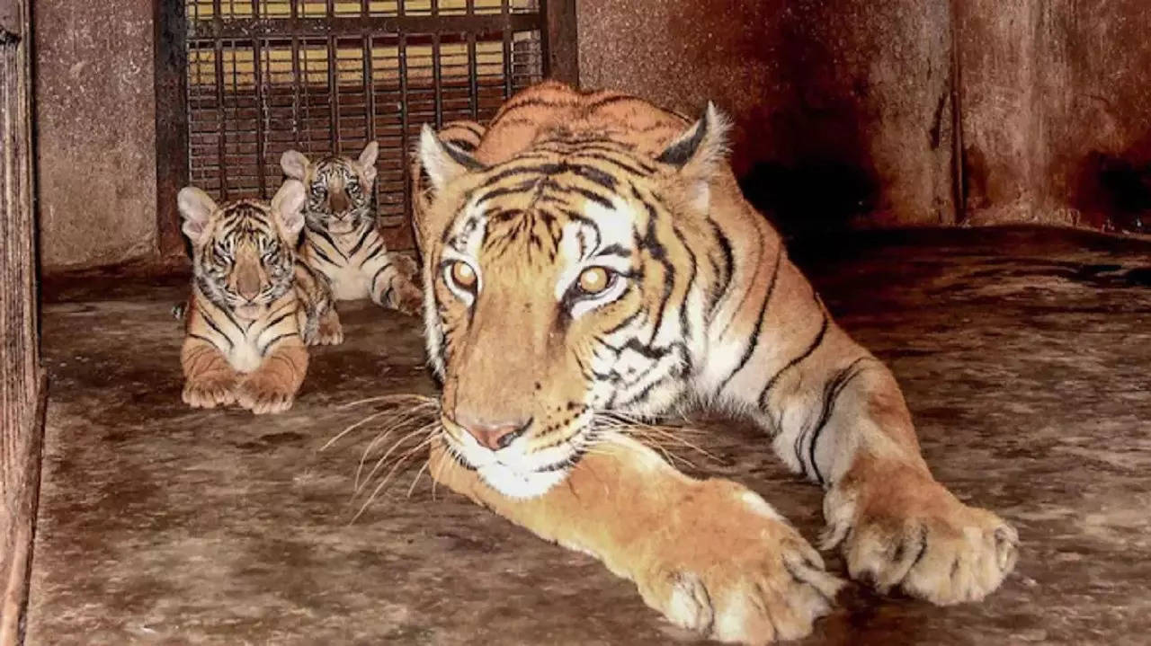 Tigress T 1 Who Gave Birth To 13 Cubs In Her Lifetime Dies At Madhya Pradeshs Panna Reserve 5812