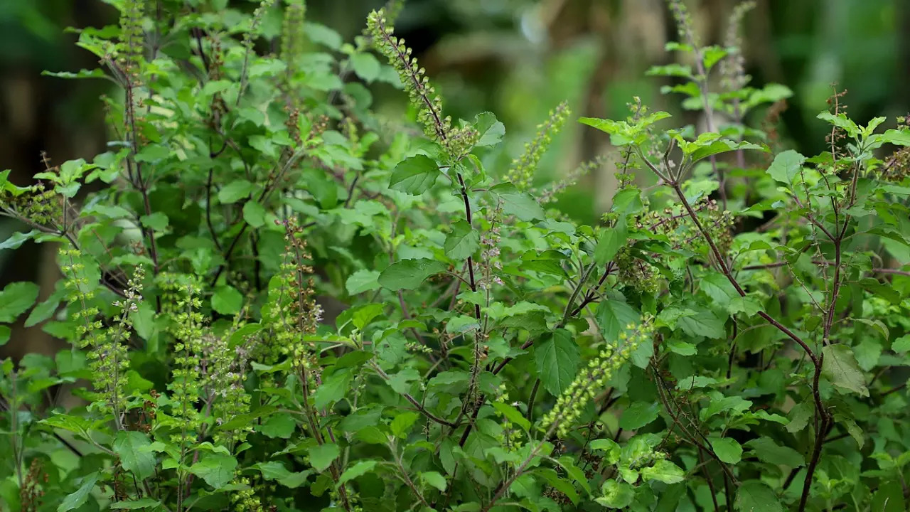 Tulsi plant