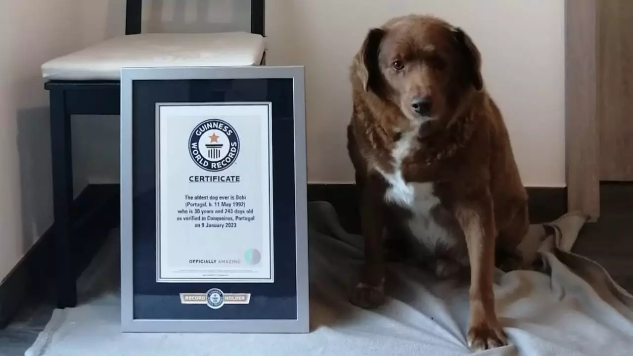 Bobi, born May 11, 1992, is 30 years and 268 days old and has been confirmed as the world's oldest dog ever | Courtesy: Guinness World Records