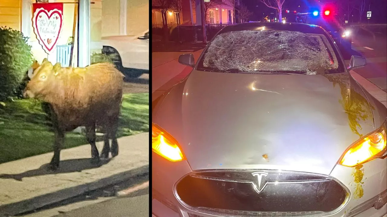 The loose cow's collision with a Tesla left the car's windshield cracked and its bonnet covered in poop late Wednesday night in Pleasonton city of California | Courtesy: Pleasonton Police Department