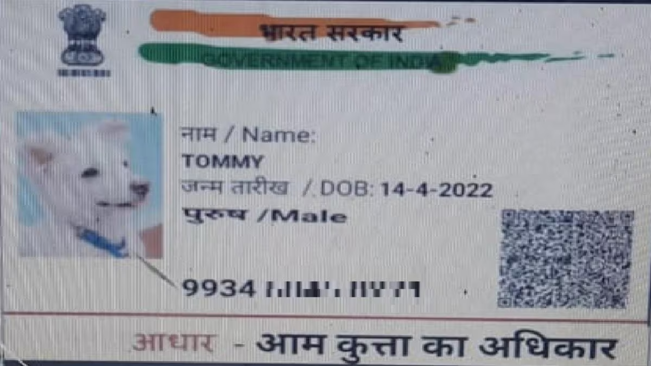 Dog 'files' application for caste certificate in Bihar's Gaya, 'attaches' Aadhaar