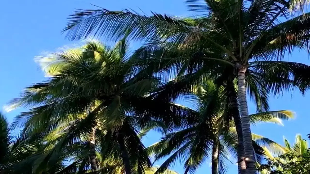 coconut tree