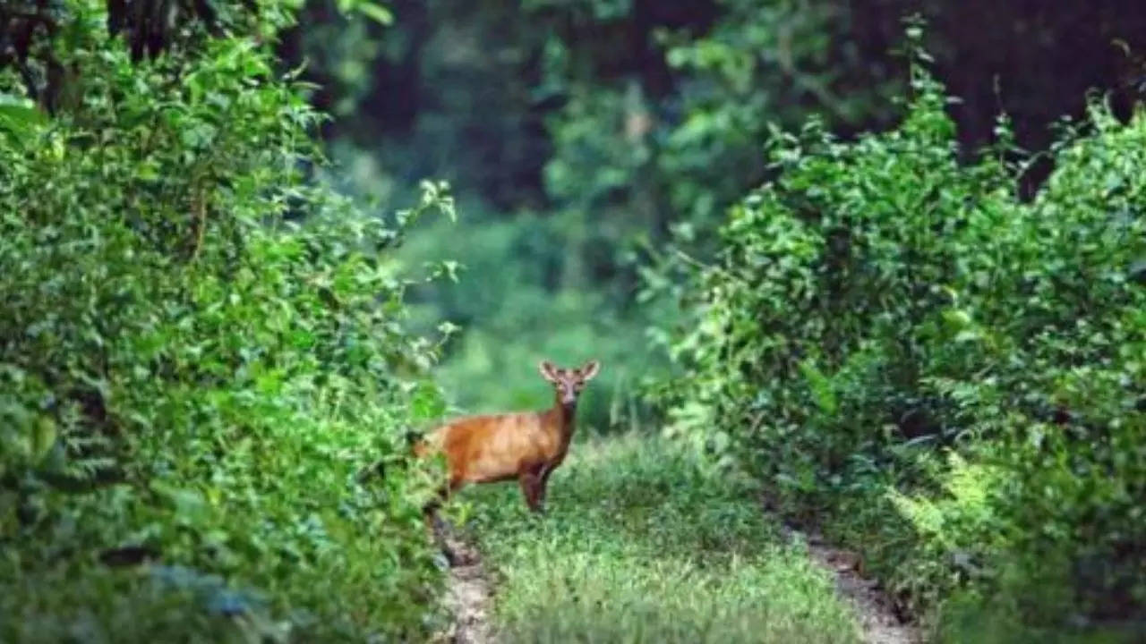 Indian-Muntjac-barking-deer