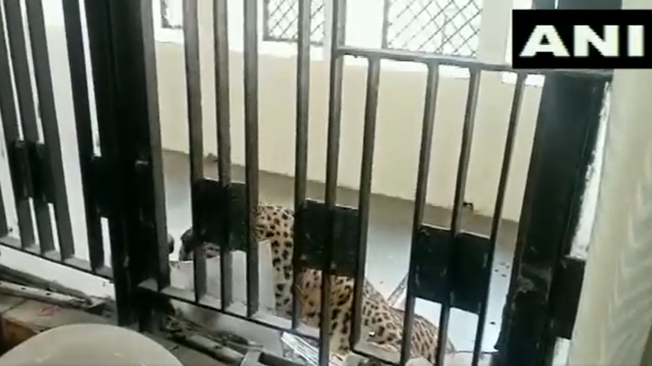 Leopard Enters Ghaziabad Court