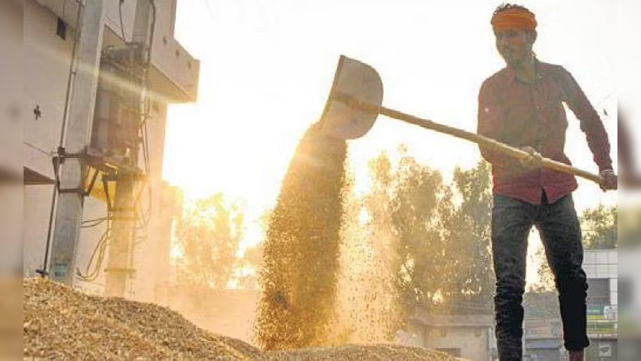 Wheat Export Ban: Government decision likely soon | Reasons