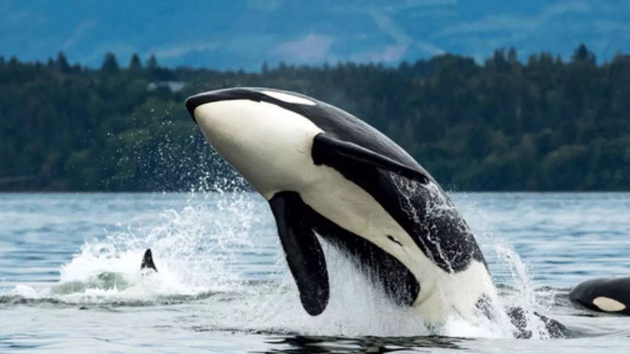 Orcas