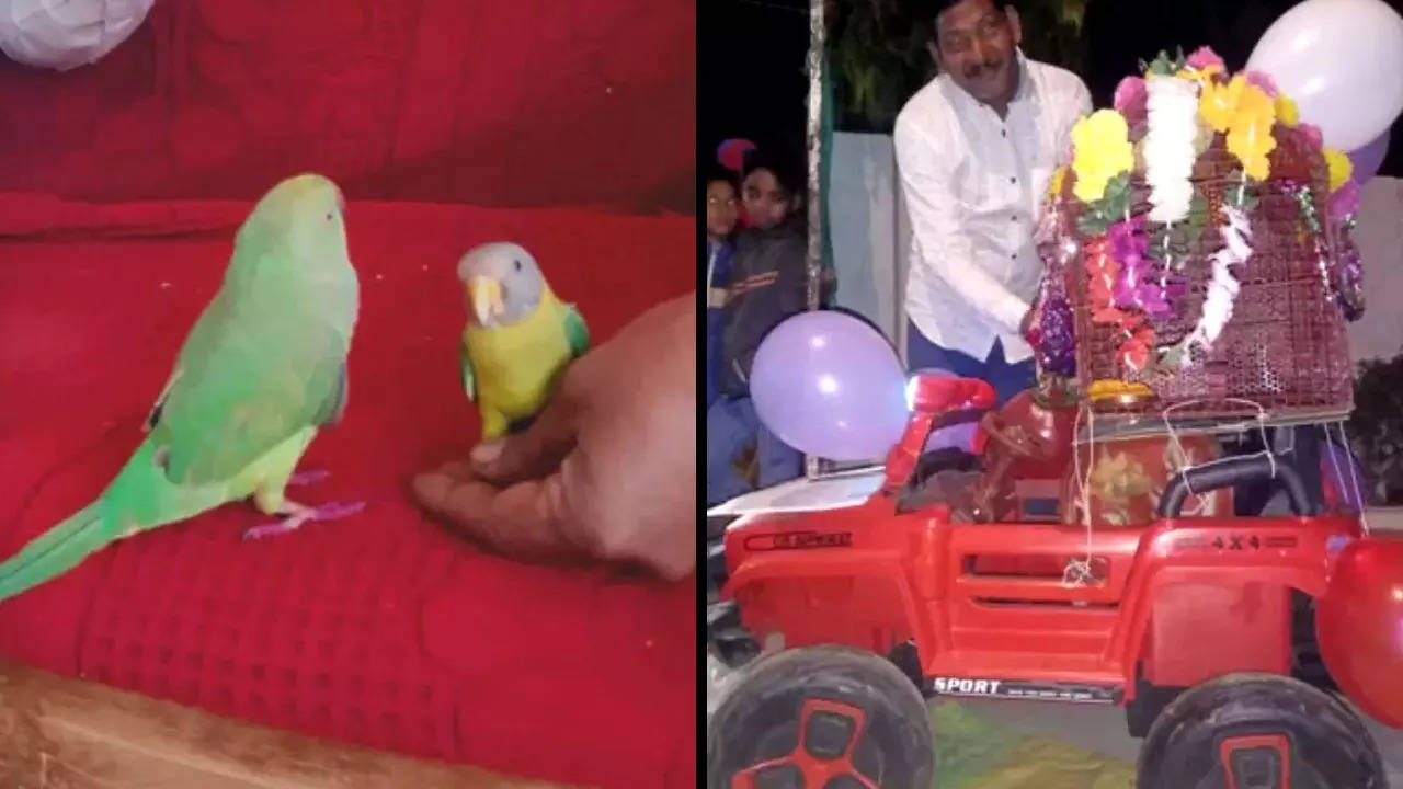 A parrot and a Myna bird were married in a big fat, traditional Indian wedding ceremony in Pipariya village of Kareli, MP | Courtesy: Twitter