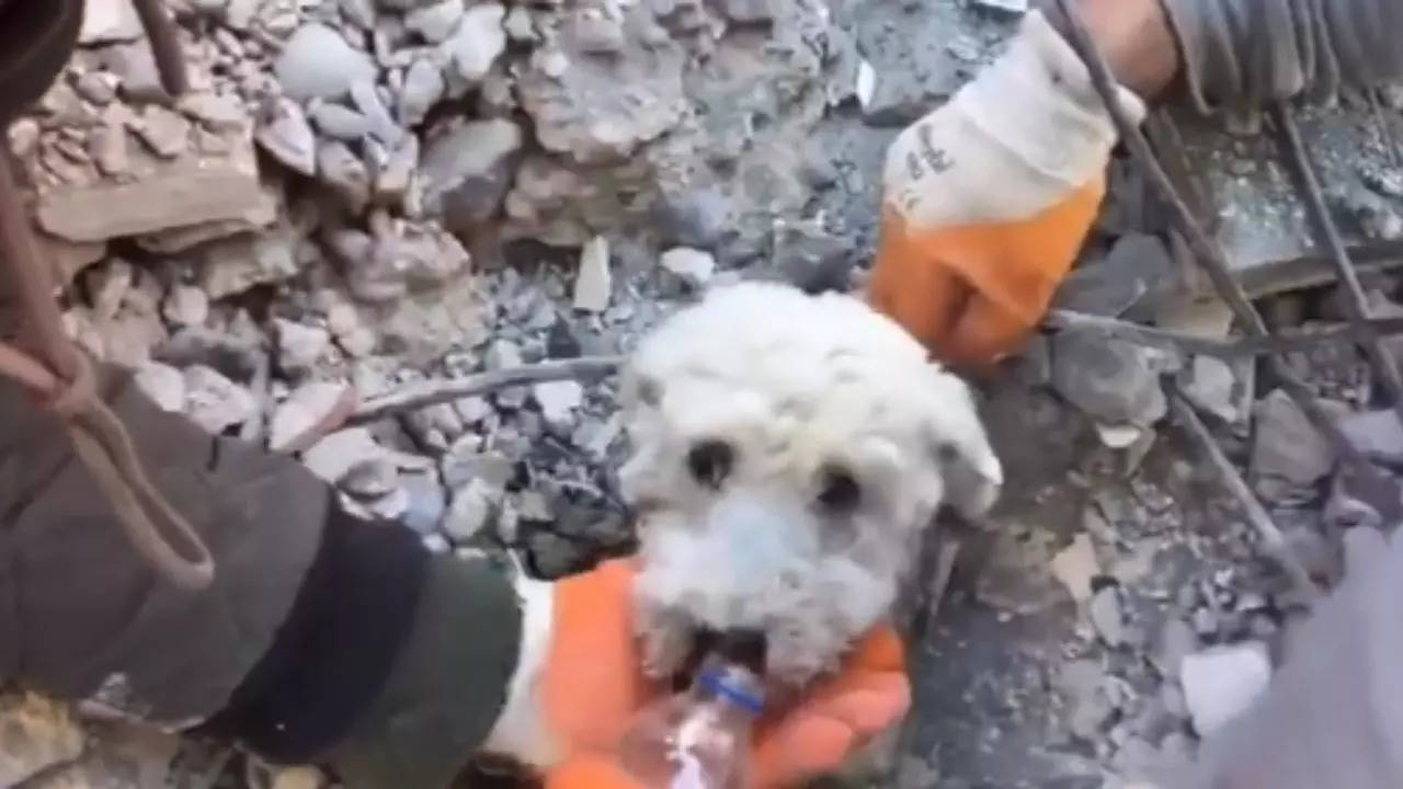 The viral video showed rescue workers carefully removing debris to get the dog out, half of whose body was buried underneath the rubble