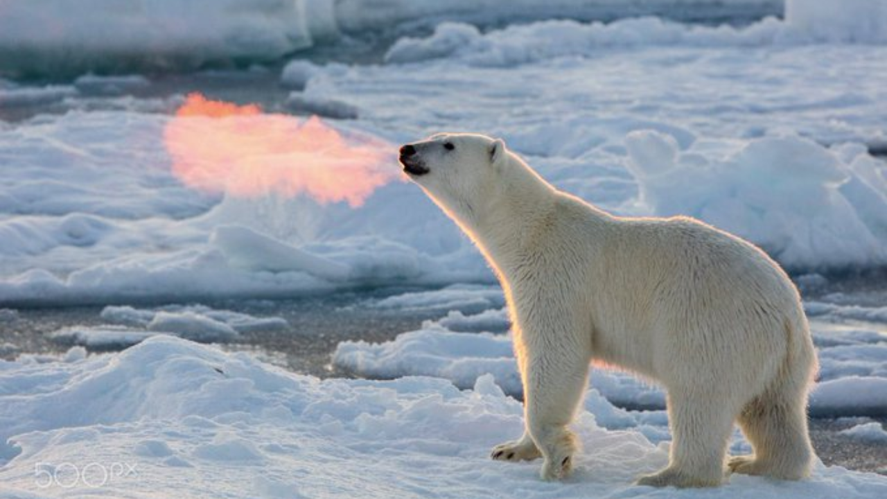 Polar bear breathing fire