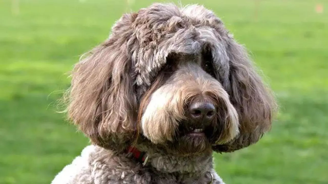 California newfypoo Coco's 7-inch long eyelash is the longest lash ever measured on a dog | Photo: Guinness World Records