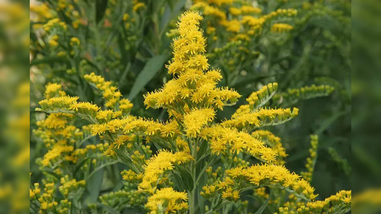 golden rod