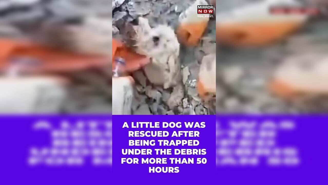 Viral Video | Rescuers Save Little Puppy Stuck under the rubble in ...