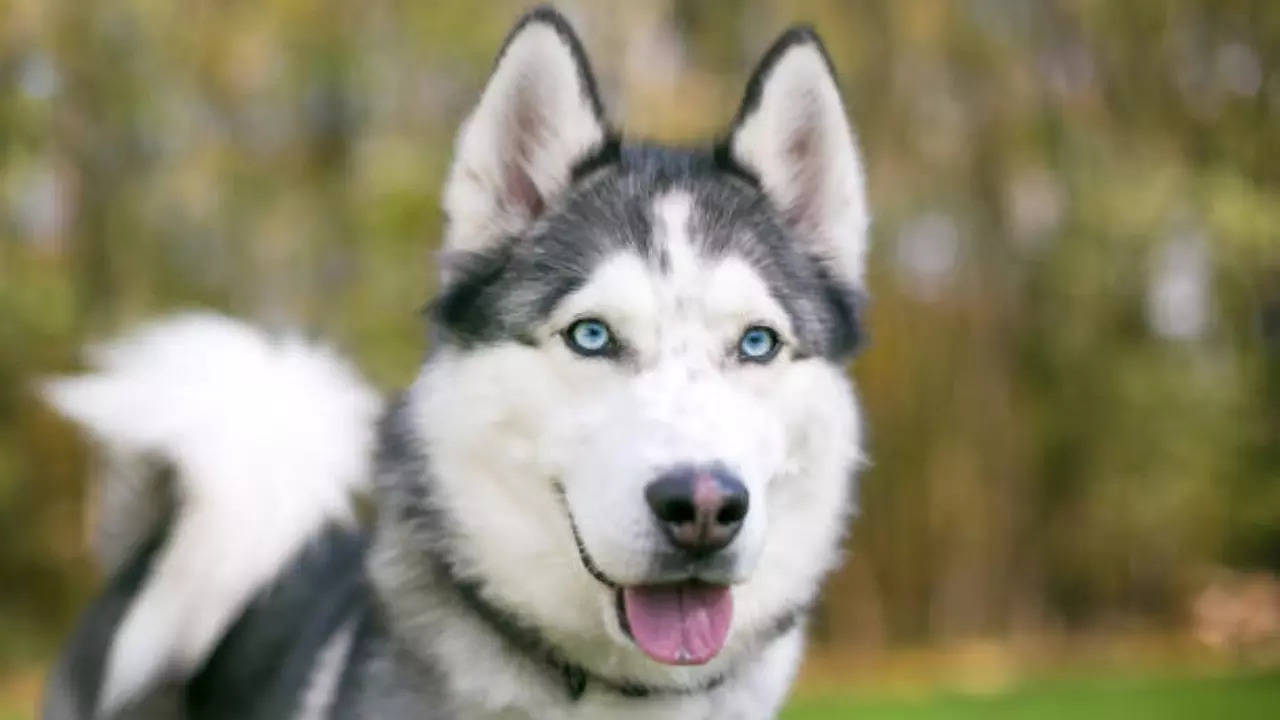 Siberian husky