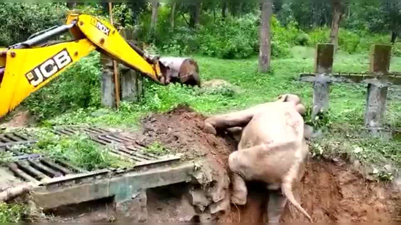 Karnataka: Forest officials pull off dramatic elephant rescue using JCB in viral video | Viral Videos News, Times Now