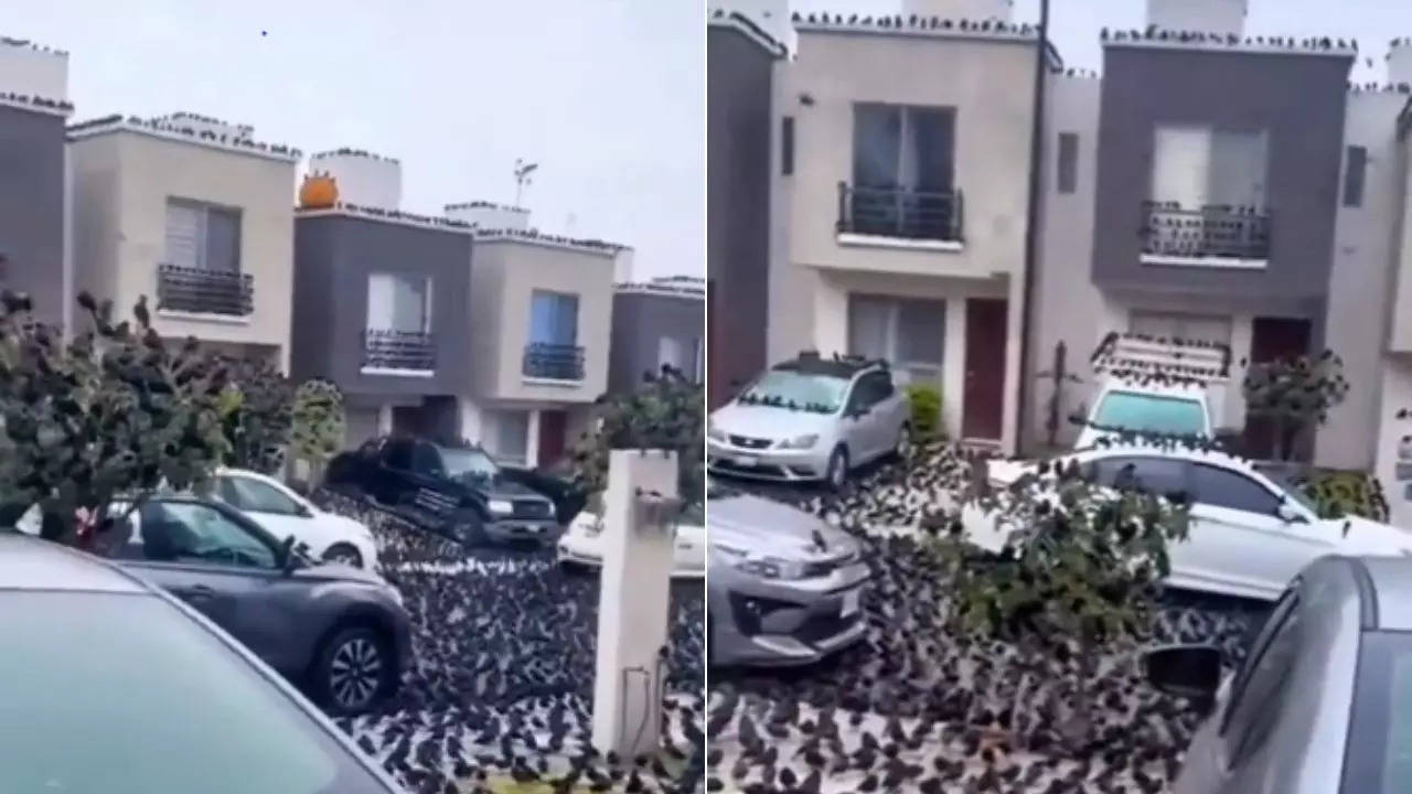 A video of the crows having gathered mysteriously on the Japanese island of Honshu went viral on the internet