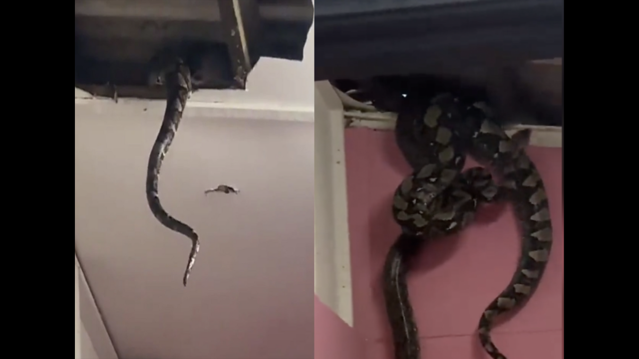 Crazy moment 3 giant snakes fall through home's roof in Malaysia