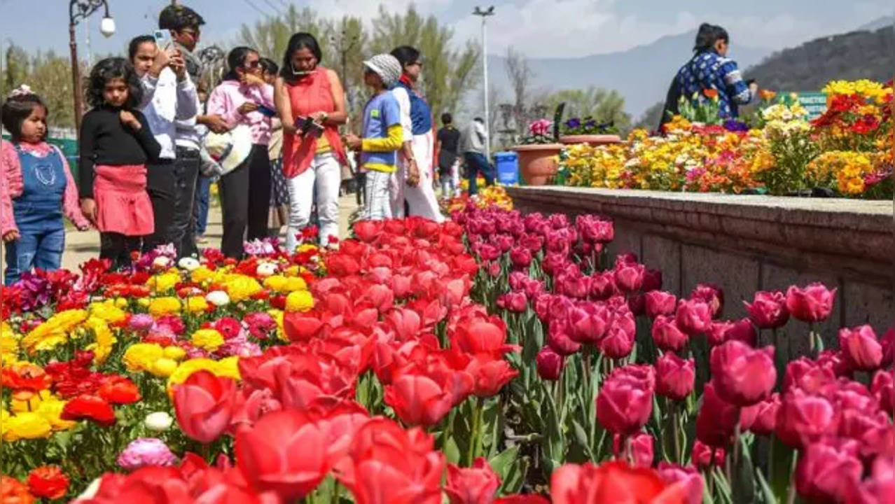 Tulip Festival Delhi 2023 Vibrant hues of imported tulips at Shanti