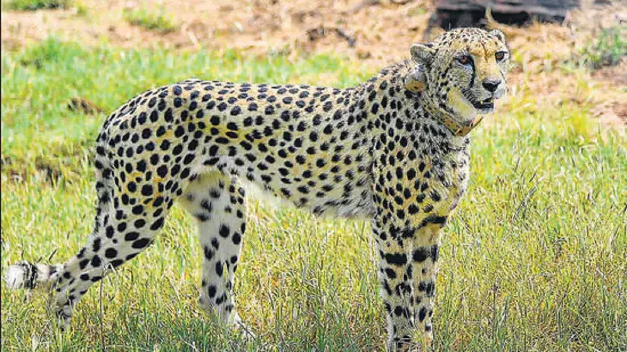 12 cheetahs to be flown in to India from South Africa on February 18