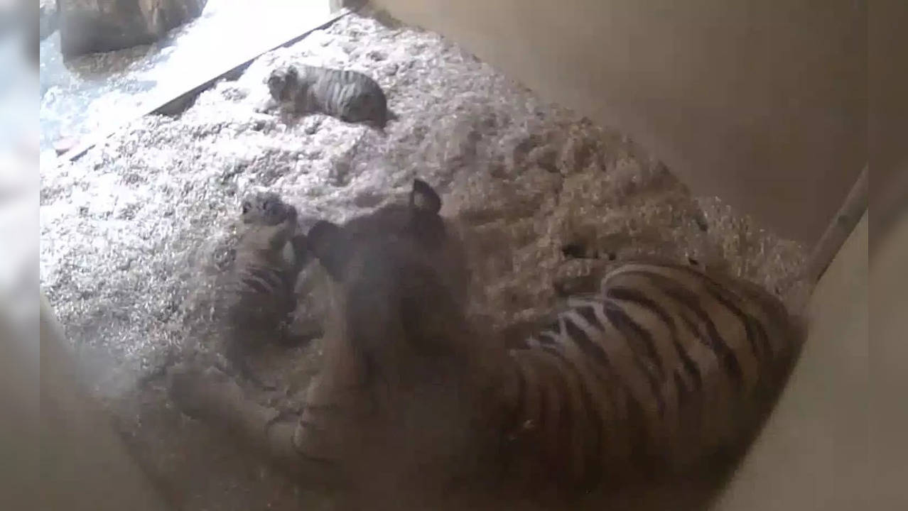 Sumatran Tiger cubs at UK's Chester Zoo