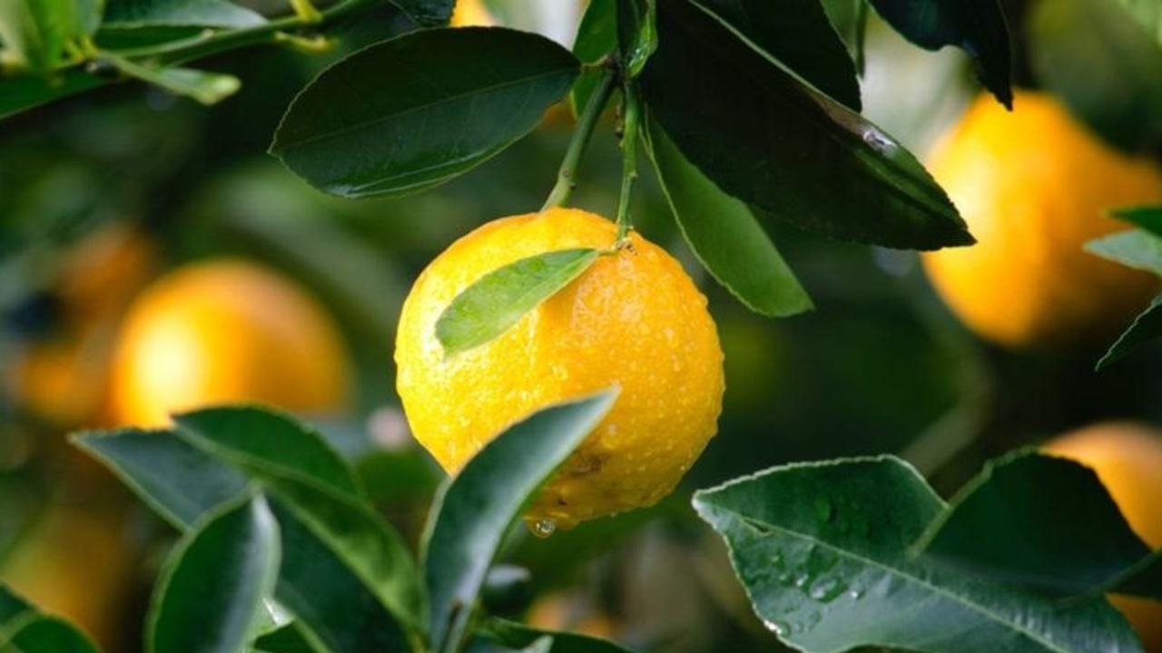 Surprising skincare benefits of consuming Yuzu or Japanese grapefruit