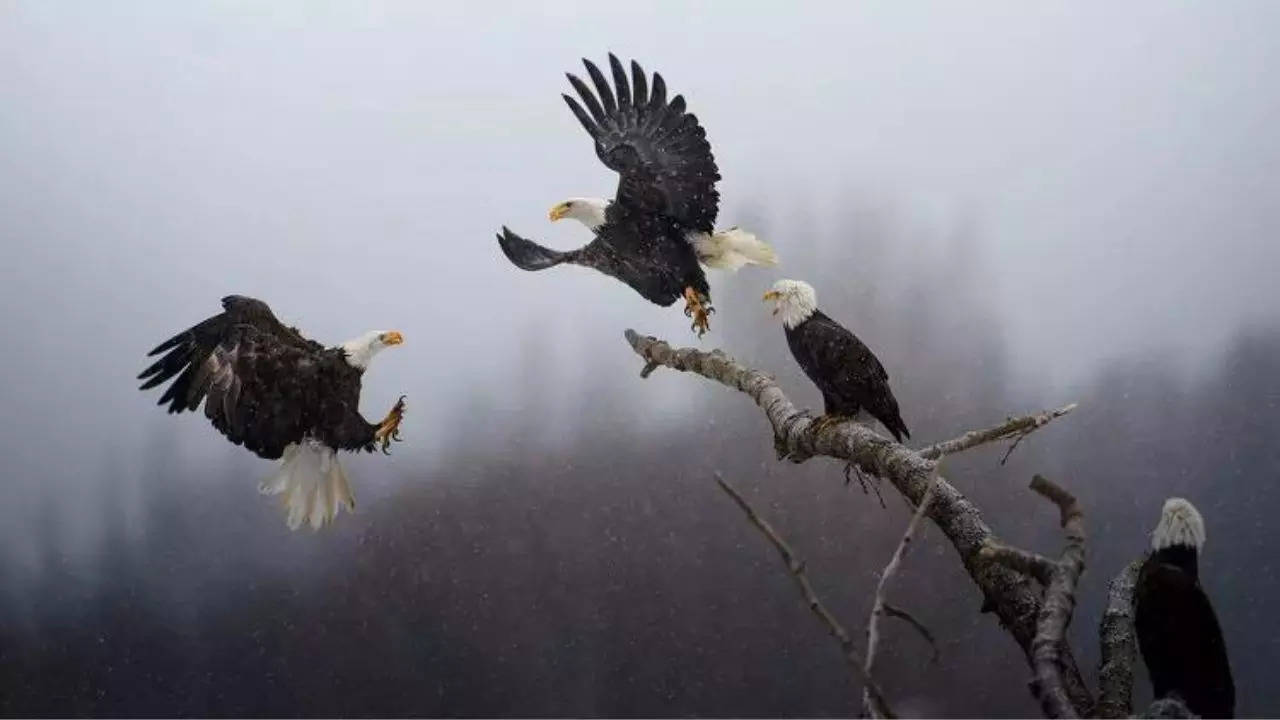 'Dance of the Eagles': A bald eagle swoops in to steal a tree log perch that offers a clear view of freshly-caught salmon at the Chilkat Bald Eagle Preserve in Alaska | Picture courtesy: Kartik Subramaniam