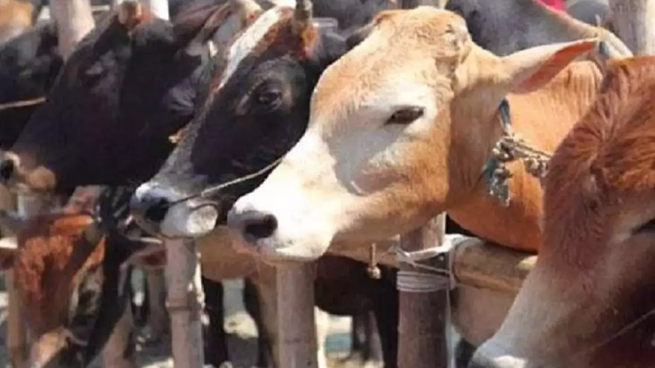 cow-slaughter