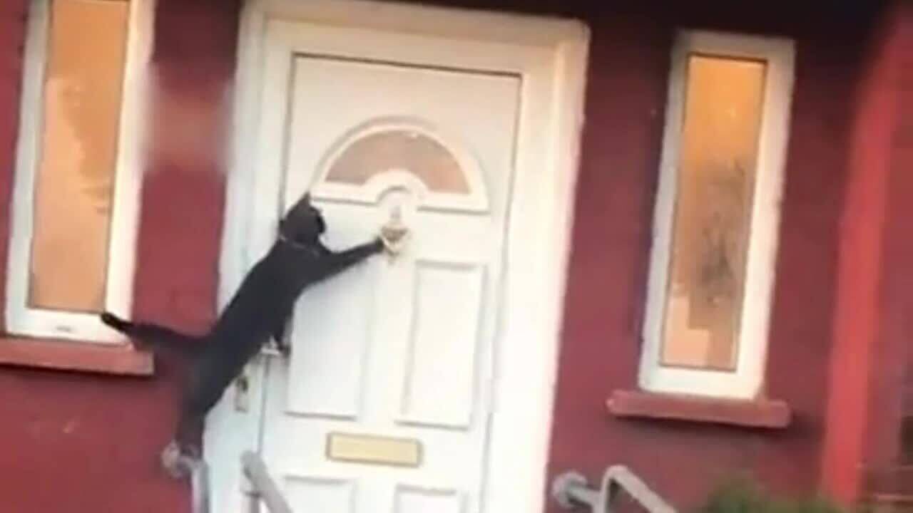 Viral video shows ‘Britain’s politest’ cat knocking on house's door to