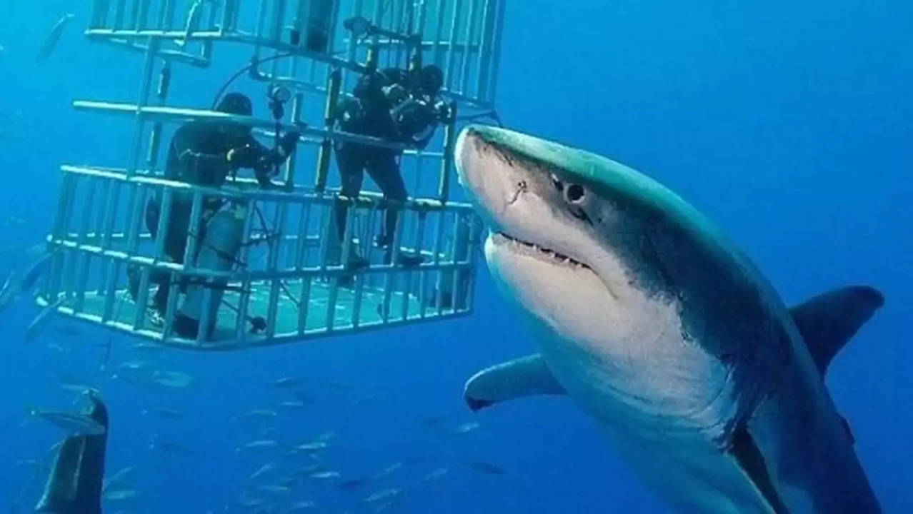 Footage of the ‘biggest ever’ great white shark is leaving the internet stunned – she’s called ‘Deep Blue’