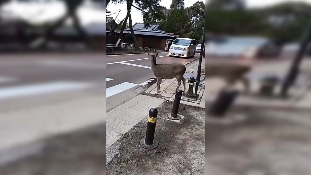 Deer stops at zebra crossing viral video Lawabiding deer politely