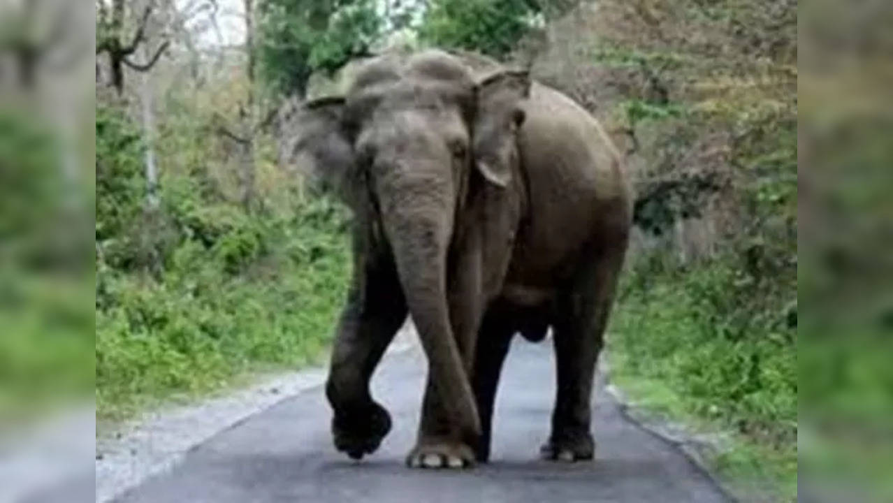 Elephant kills 16 people in Jharkhand