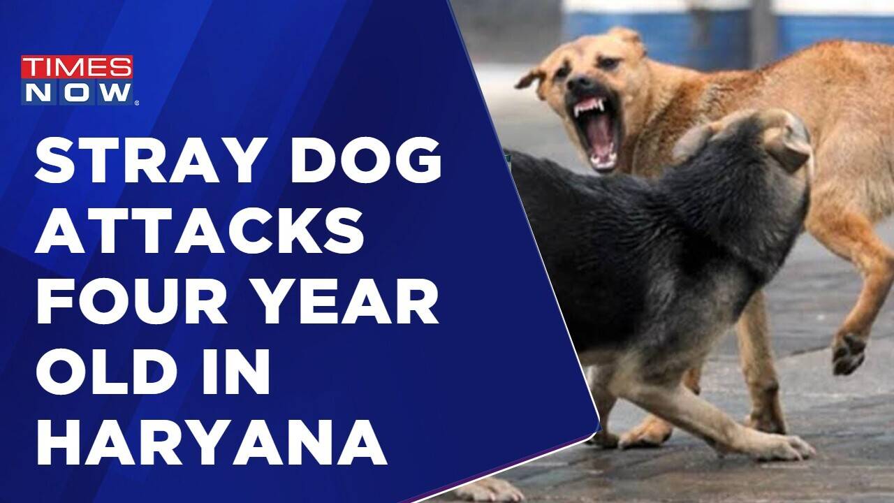 Stray Dog Attacks Four Year Old In Haryana Isn't It Time To 'Cull