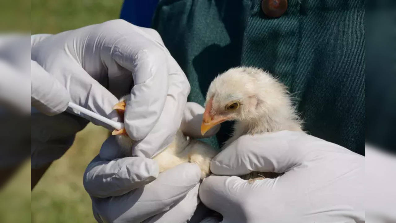 Since early last year, bird flu has affected farms around the world causing deaths of over 200 million birds.