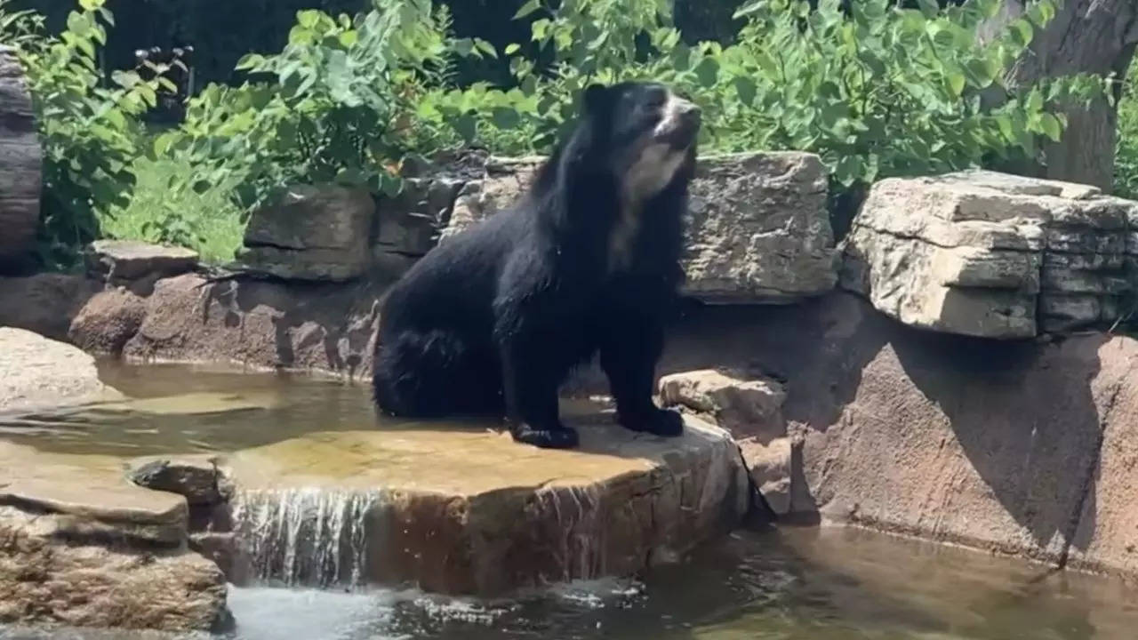 Ben a four year old Andean bear escaped his Saint Louis Zoo enclosure for the second time this month KSDK News