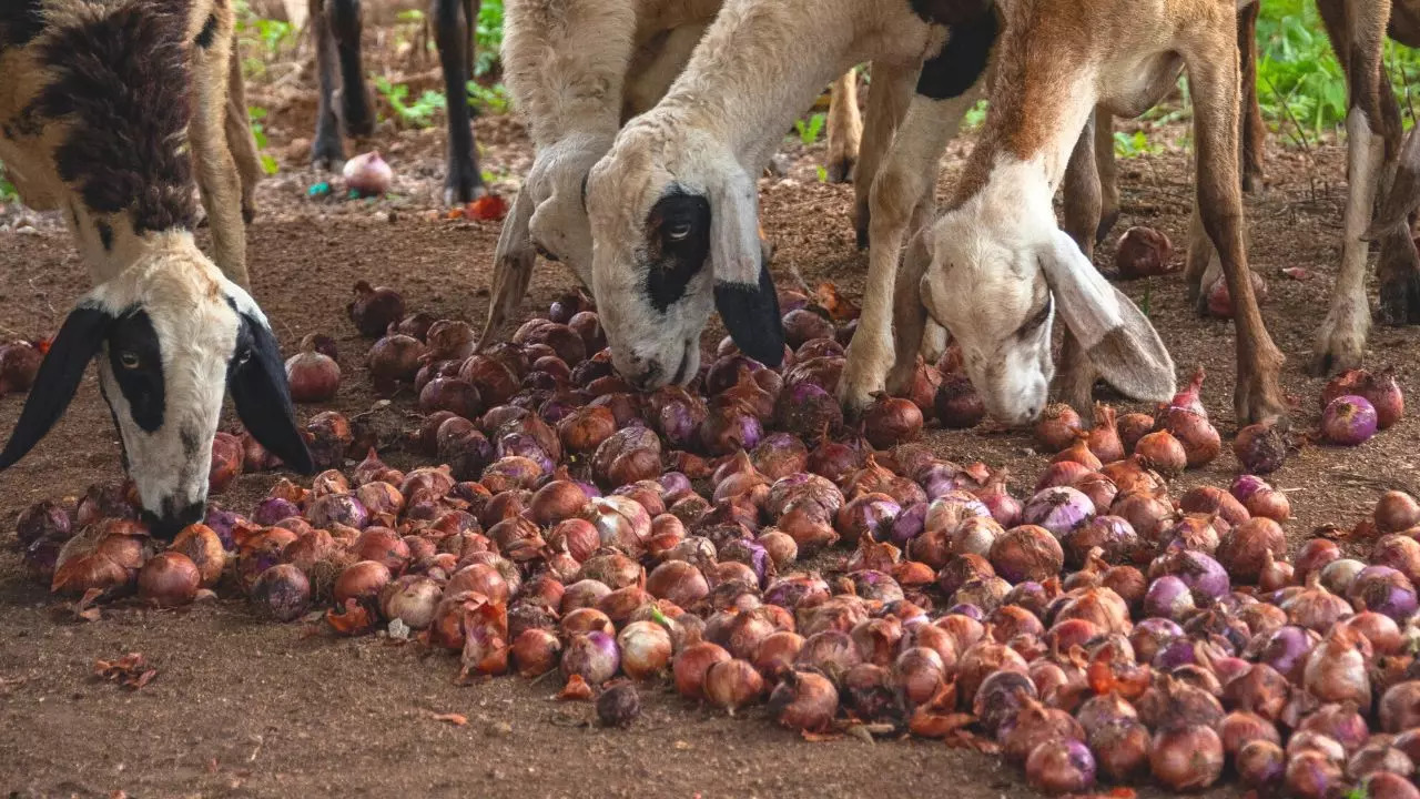 A farmer in Mahrashtra Solapur APMC got Rs 2 cheque for 512 kg onions after travelling 70 km to the mandi to sell his produce