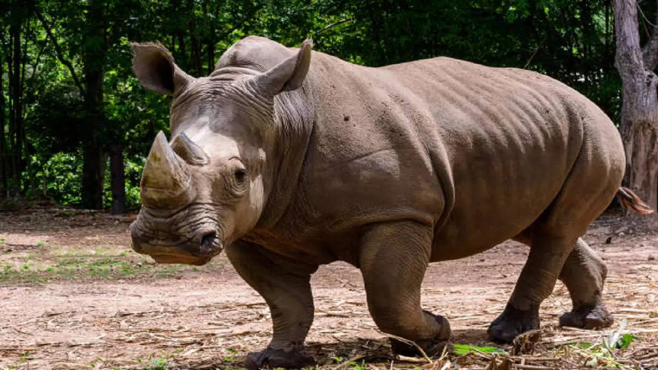 istockphoto-rhino