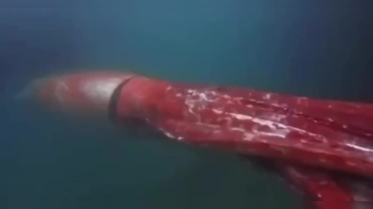 Viral video: When a giant squid surfaced from the deep sea in a rare ...