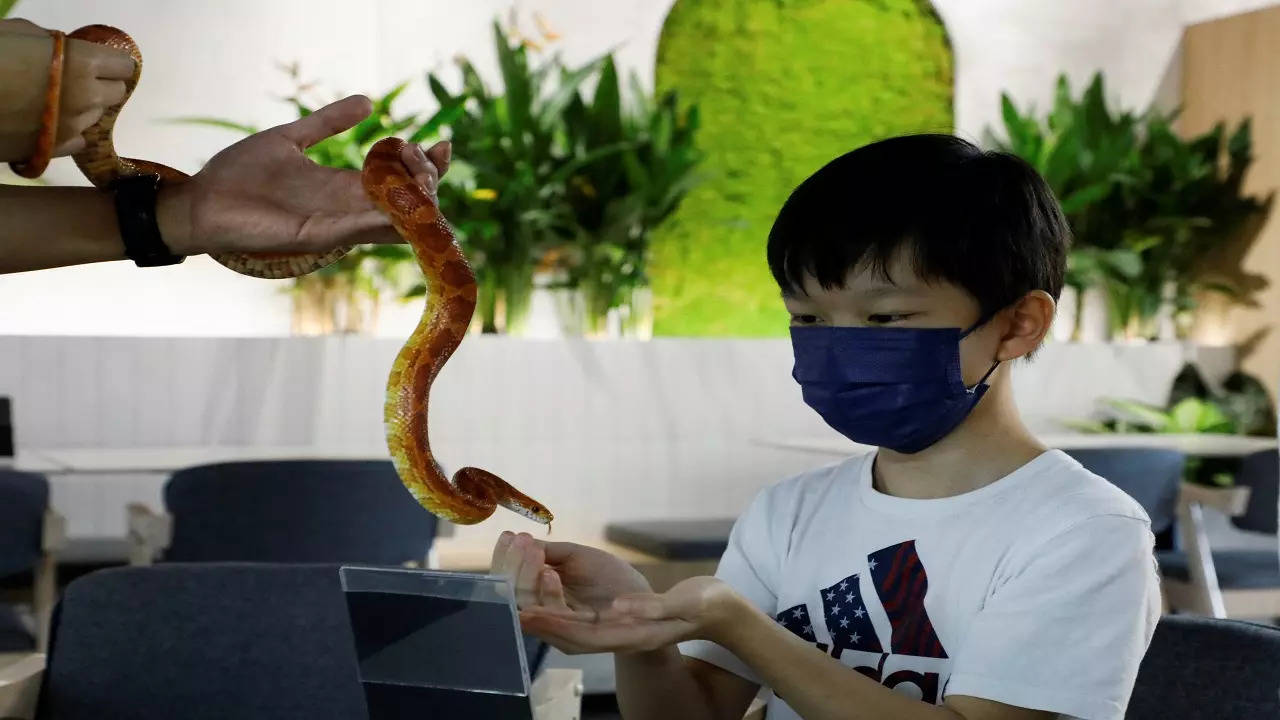 这家马来西亚爬行动物咖啡馆让您在点餐时可以抚摸蛇、蜥蜴、胡须龙