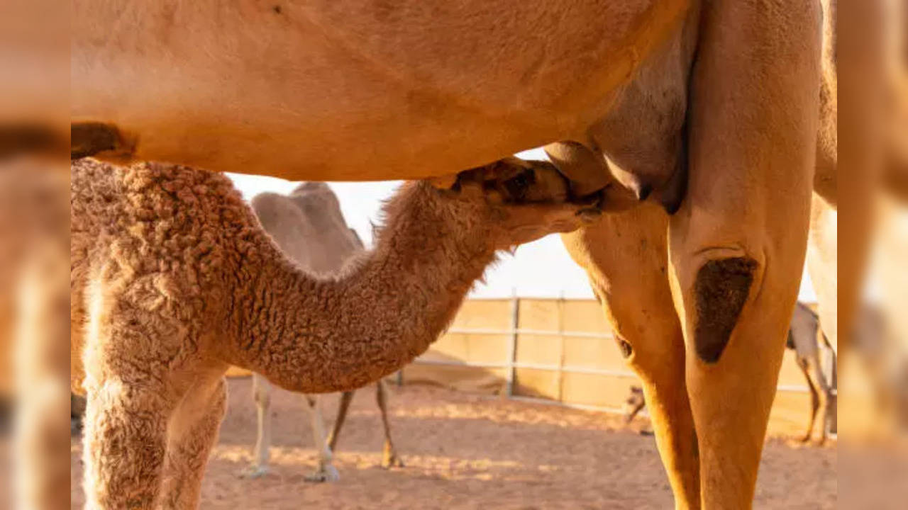 Camel milk