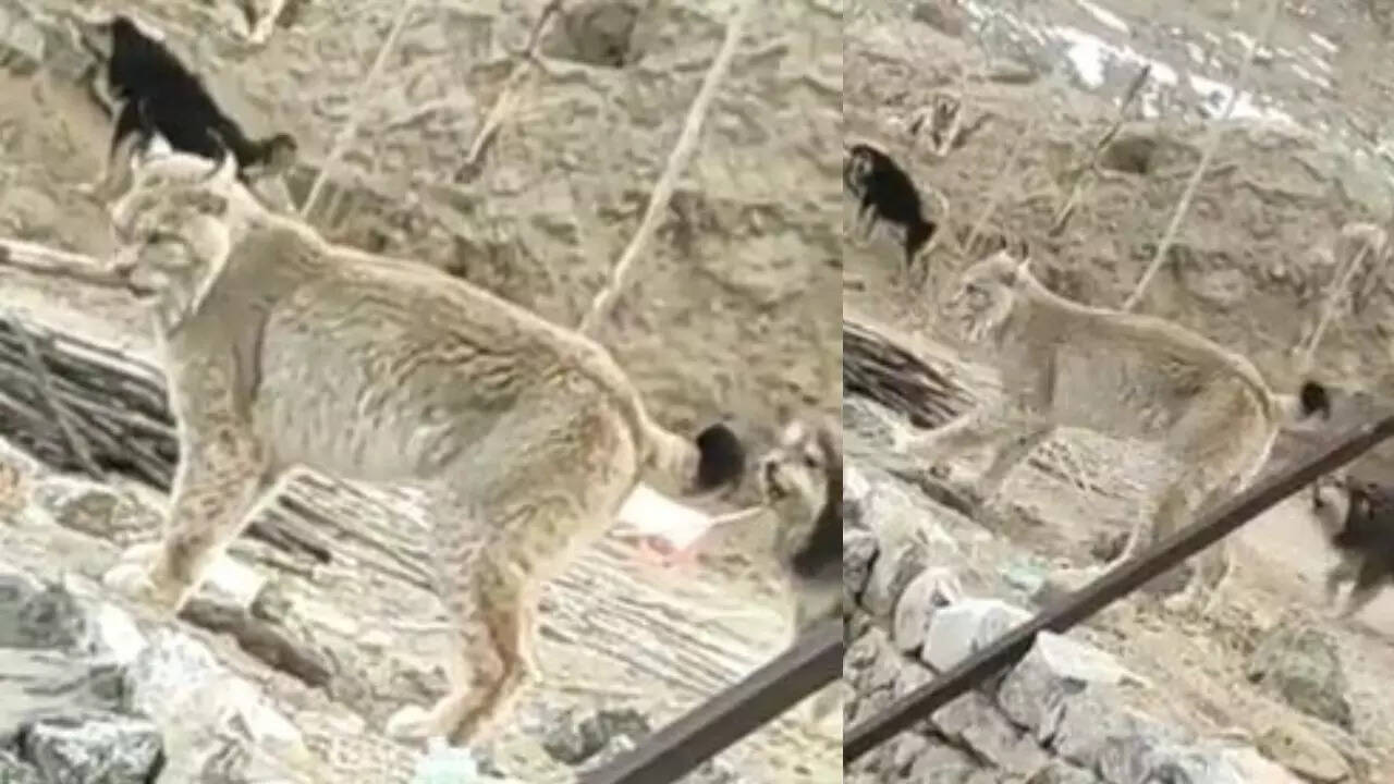 IFS officer spots 'rare' animal in Ladakh. Guess the name IFS officer spots 'rare' animal in Ladakh. Guess the name