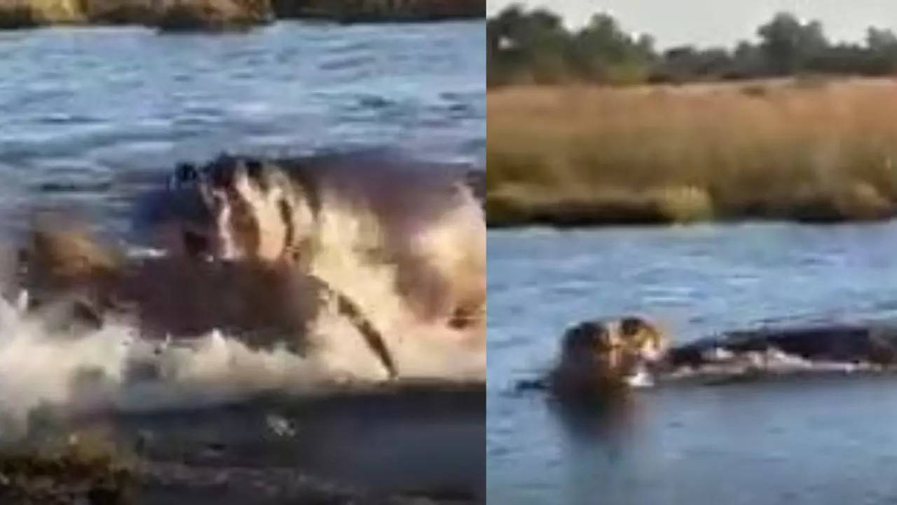 Viral video | Hippo wrestles lions, scare them in SHOCKING clip