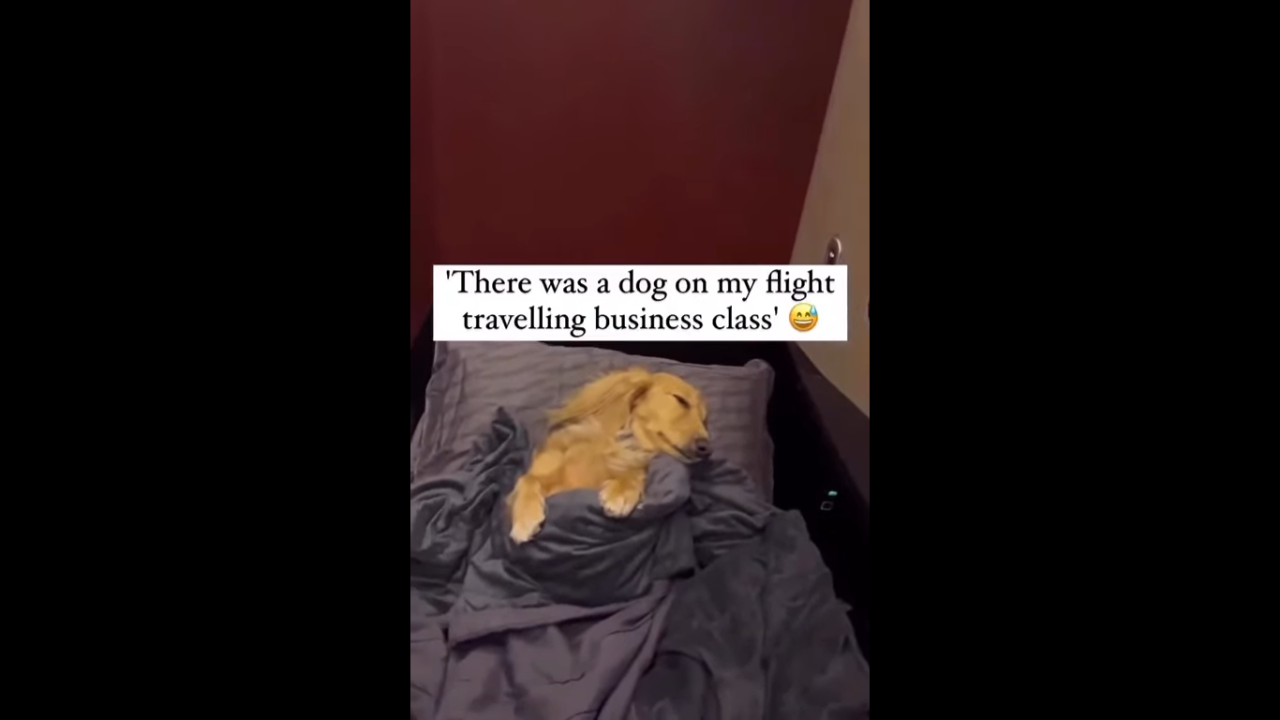 Dog viral video | Dog enjoys beauty sleep on business-class flight ...