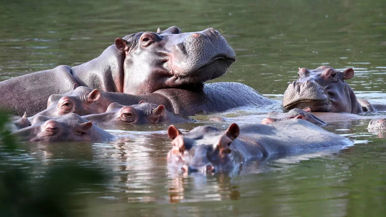 descendants of drug lord pablo escobar’s pet hippos may reach india from colombia! here is why