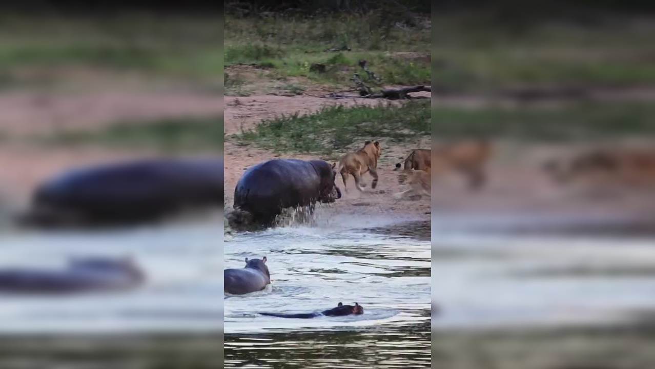 Lion Vs Hippo Viral Video Angry Hippo Scares Away Lion Drinking